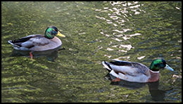 Ducka on the Willamette, Carola Dunn