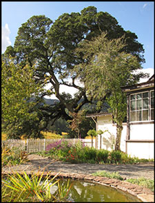 London's Writing Oak; Authors Road