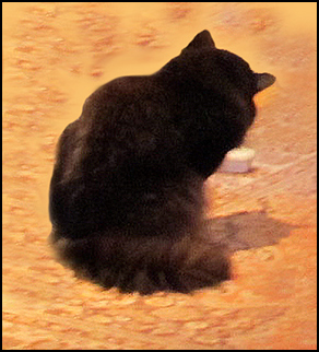 Otis, Karen Cushman's cat