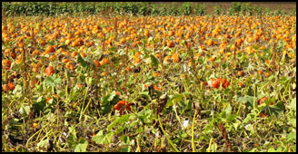 Pumpkins, Sauvie Island, Authors Road